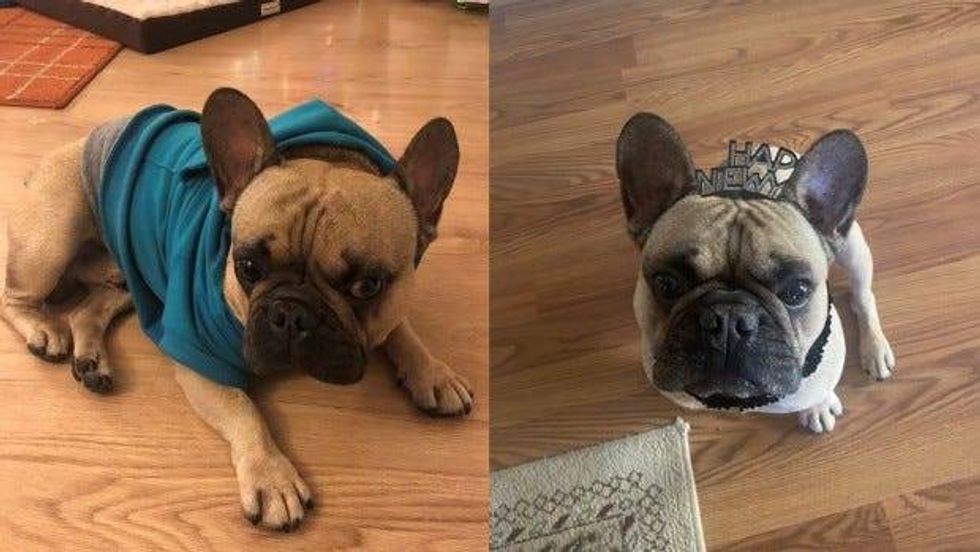 "Dezzie" the French bulldog seen in undated photos.
