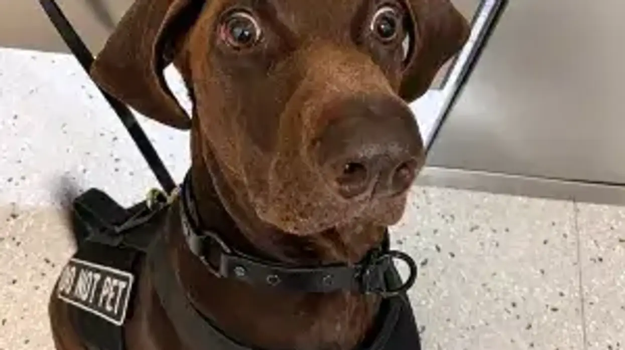 DFW Airport's Bolt, voted top TSA top dog