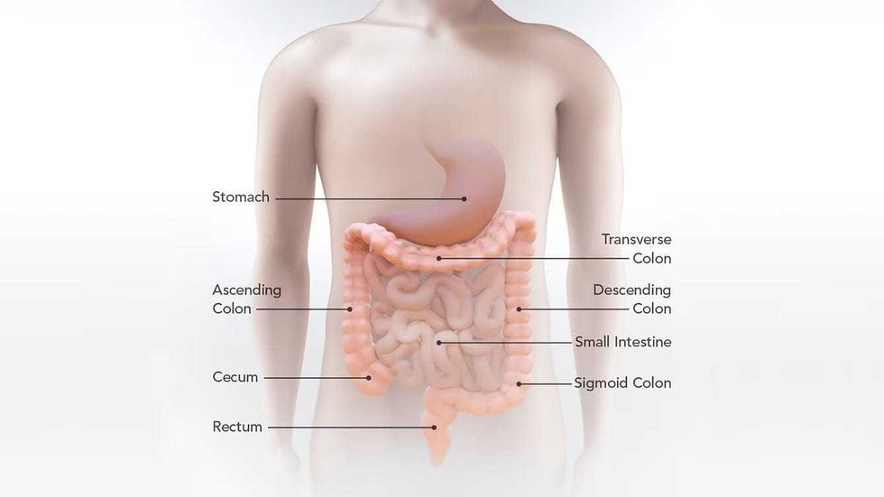 diagram of intestinal tract