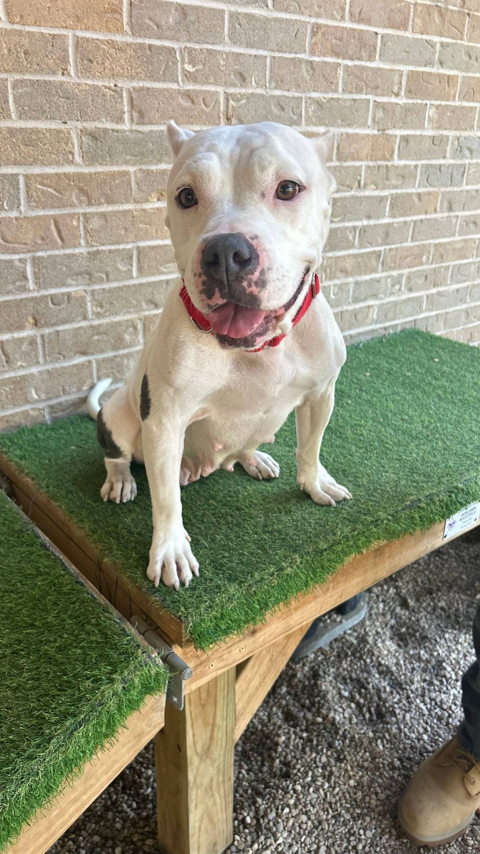 Diamond (dog)