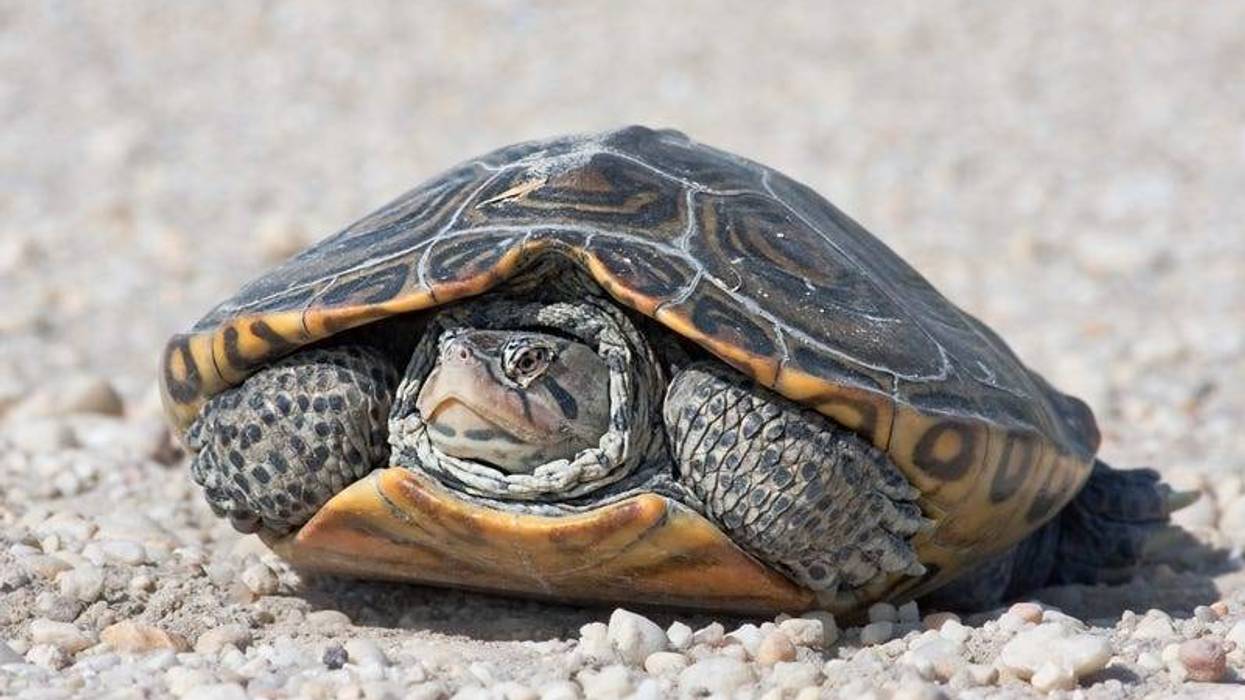 Diamondback terrapins.