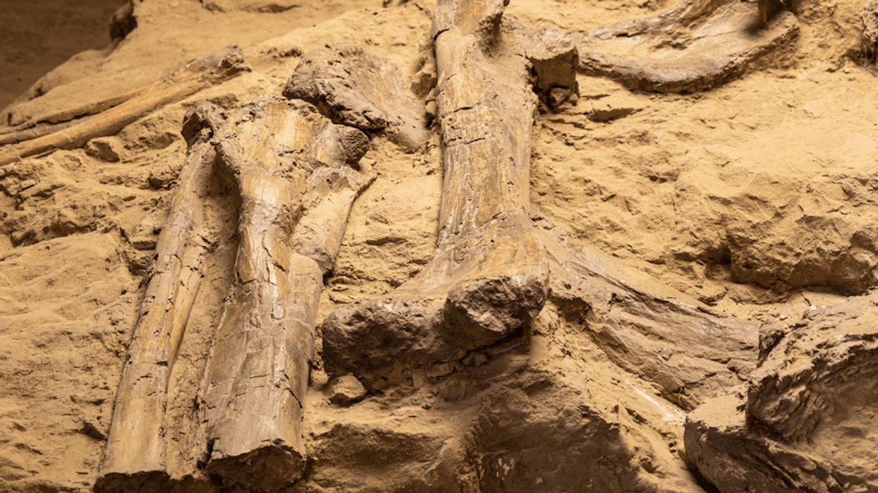 dinosaur bones generic image