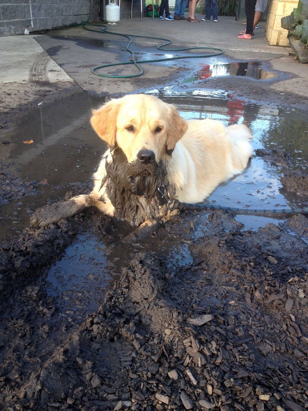 Dirty Dog!