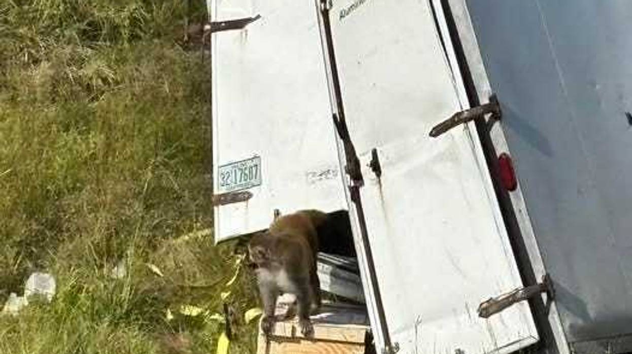 Diseased Monkeys released during truck crash in MS