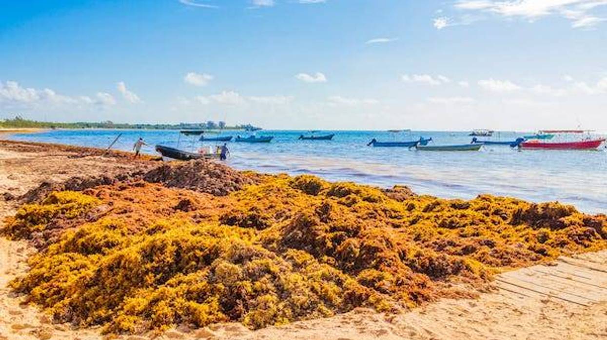 Disgusting red seaweed sargazo on a beach