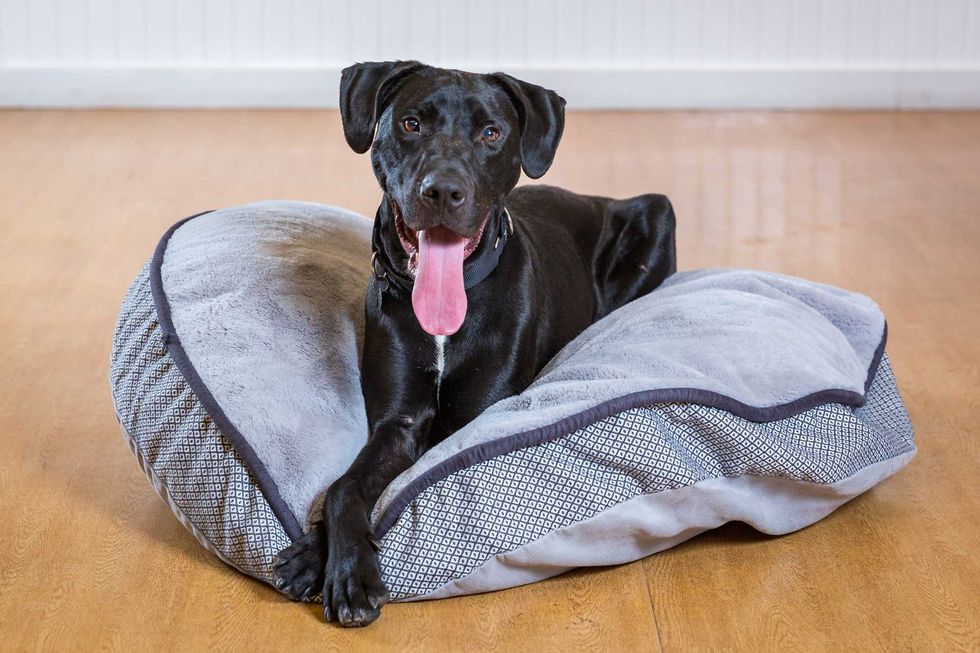 Ditto, a one-year-old Hound mix who is looking for a home with a yard where this athletic pup can run and play. He is smart and eager to please his favorite people