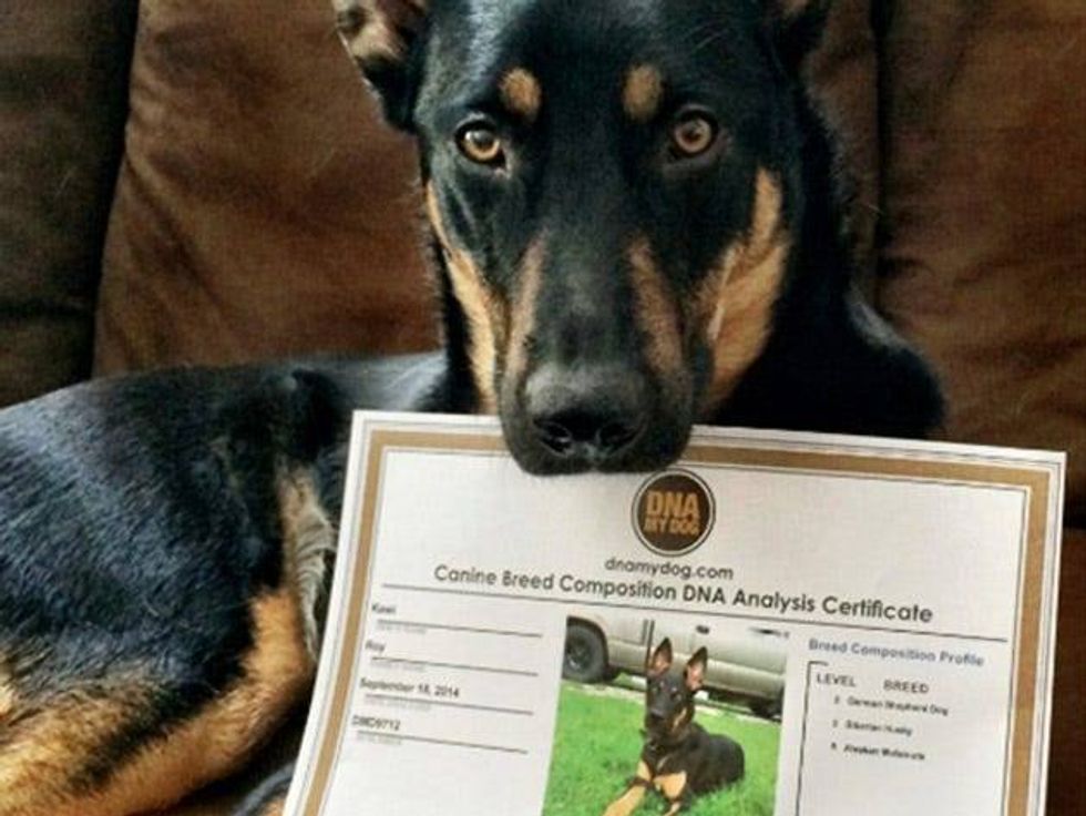 DNA By Dog