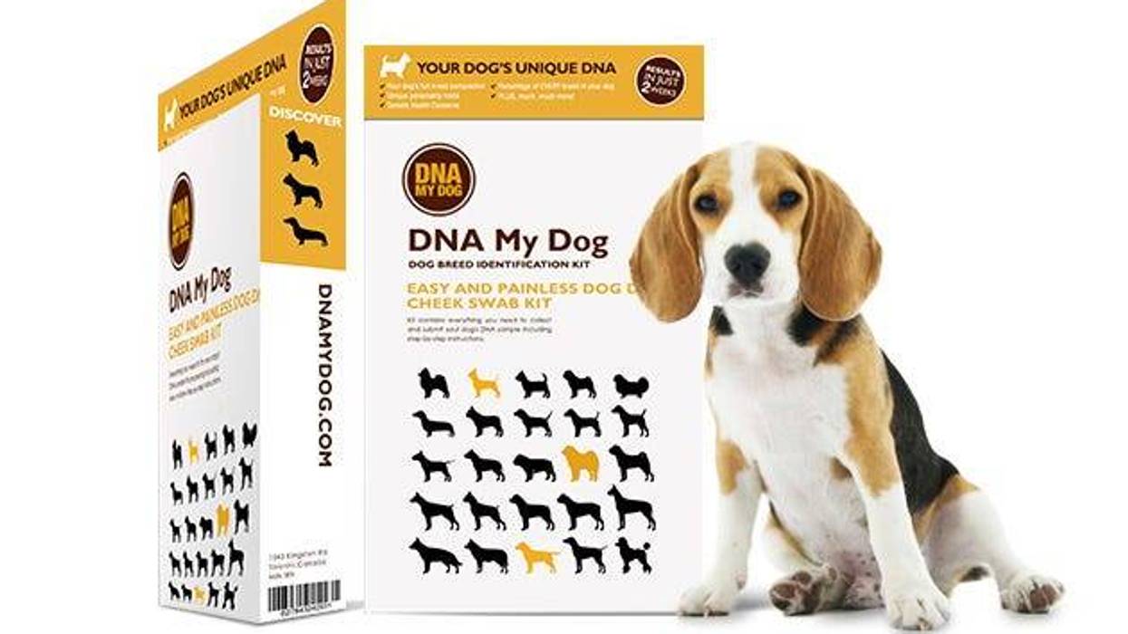 DNA My Dog