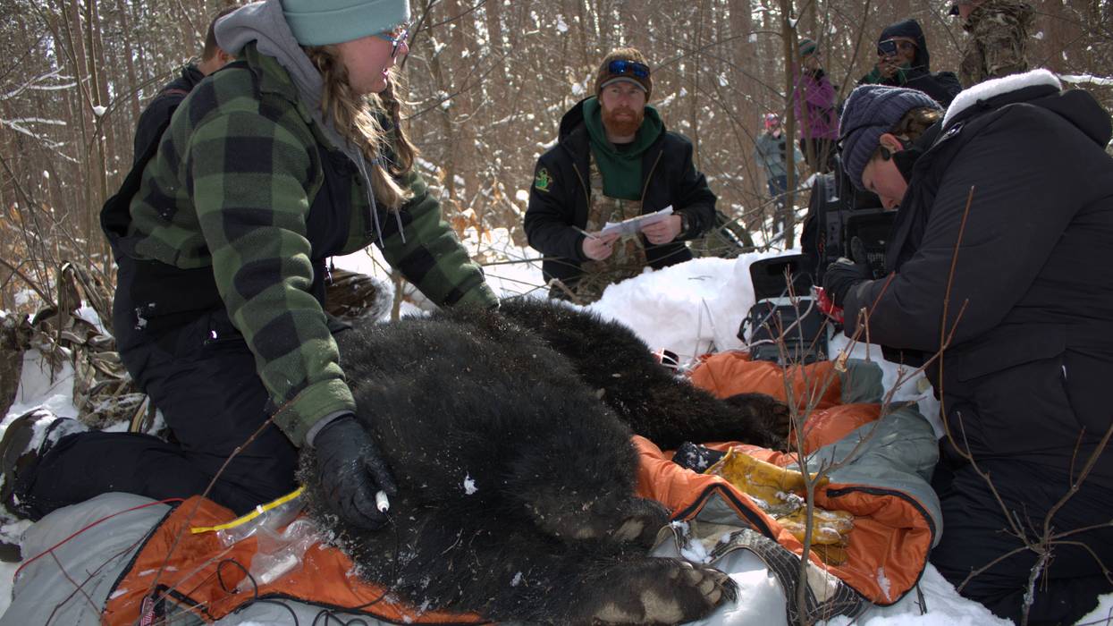 DNR conducts a health workup on a female black bear outside her den