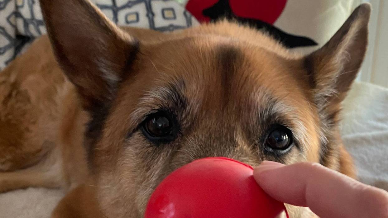 Do you see a DOG or a CLOWN
