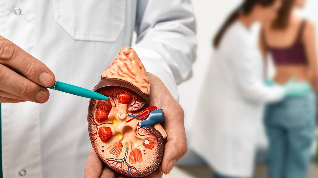 Doctor holding cross section of kidney model