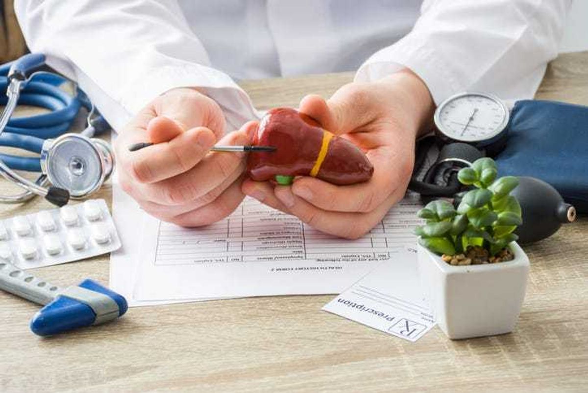 Doctor pointing to a model of a liver.