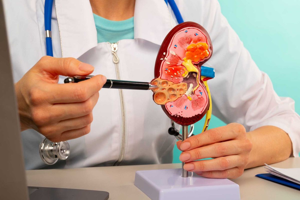 Doctor showing pen on plastic model human kidney closeup