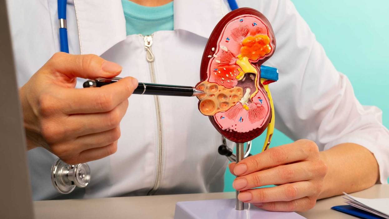 Doctor showing pen on plastic model human kidney closeup