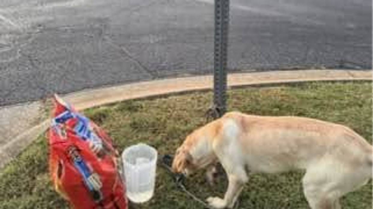 Dog Abandoned in Moore, SC