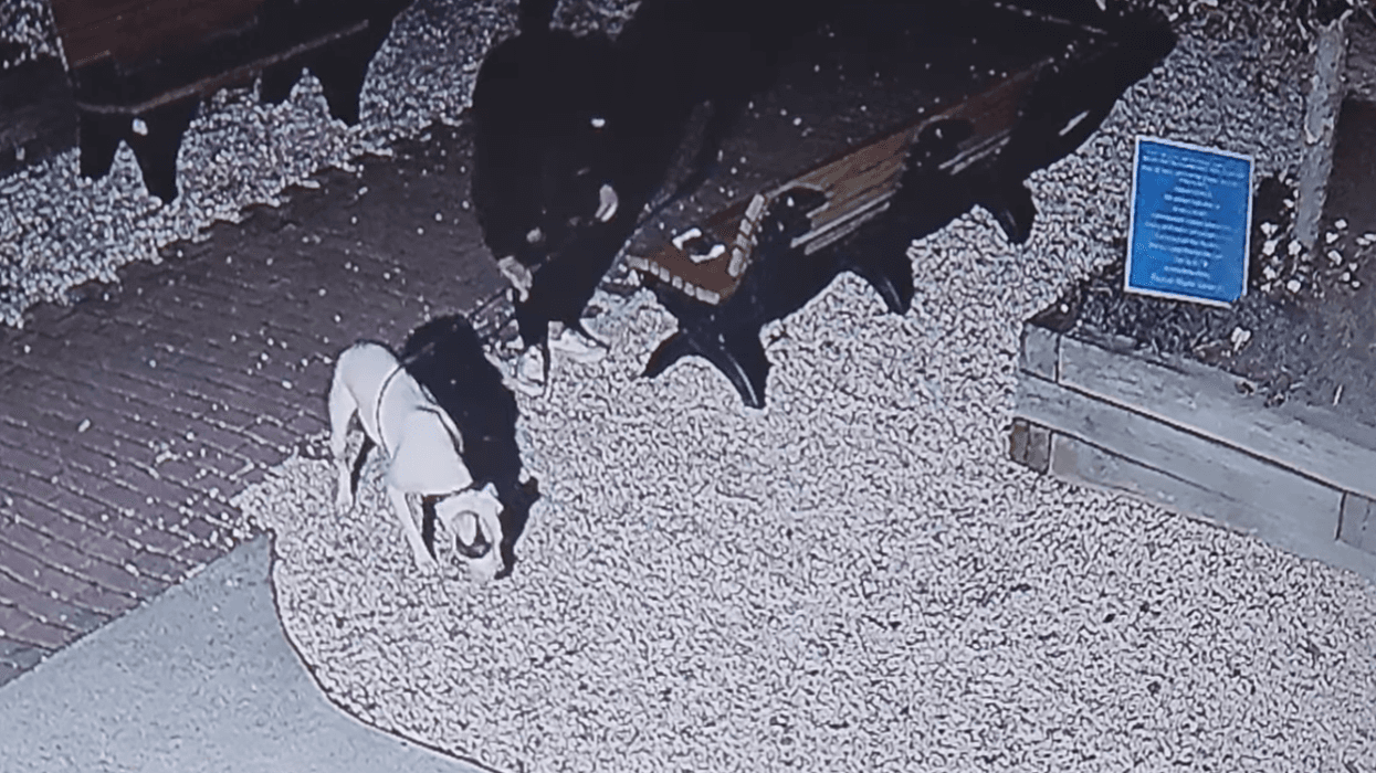 Dog abandoned outside Humane Society of Ocean City