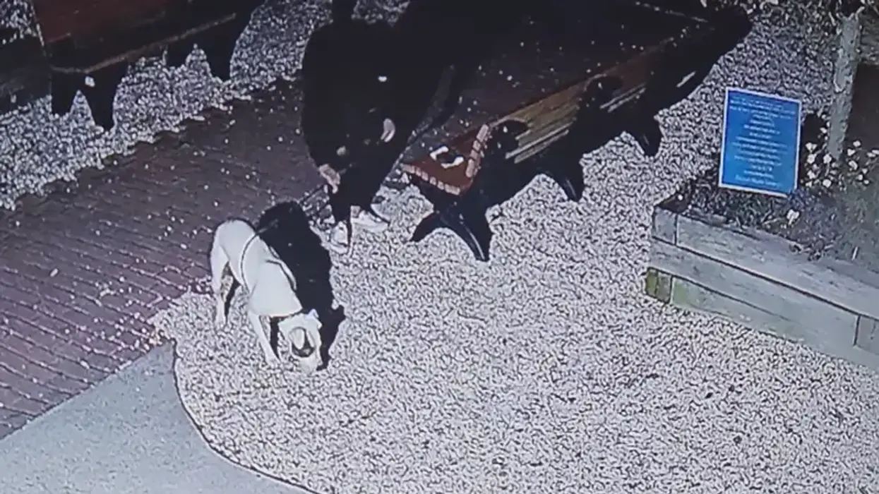 Dog abandoned outside Ocean City animal shelter — the 4th one in the last month