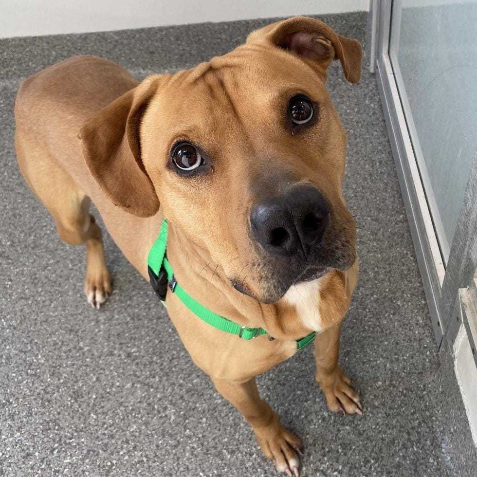 dog adoption