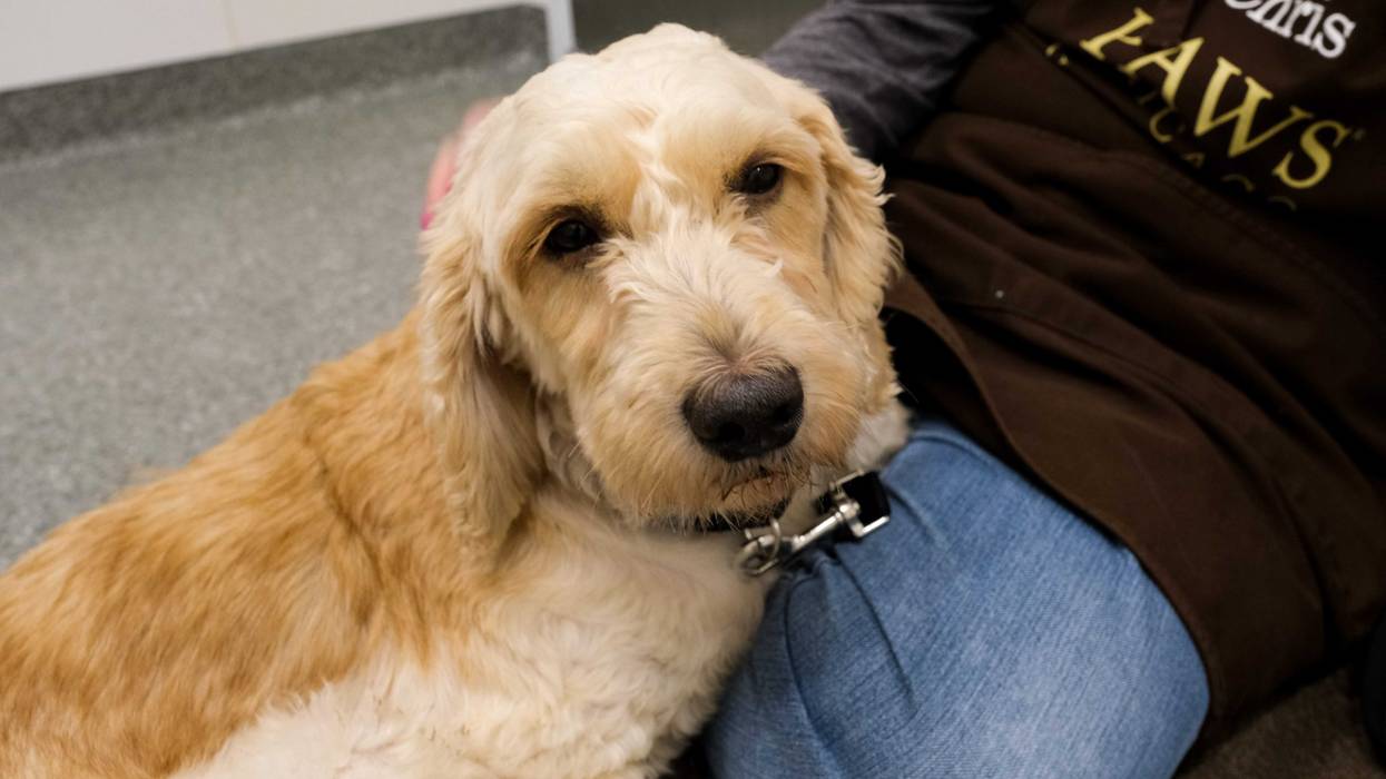 dog adoption