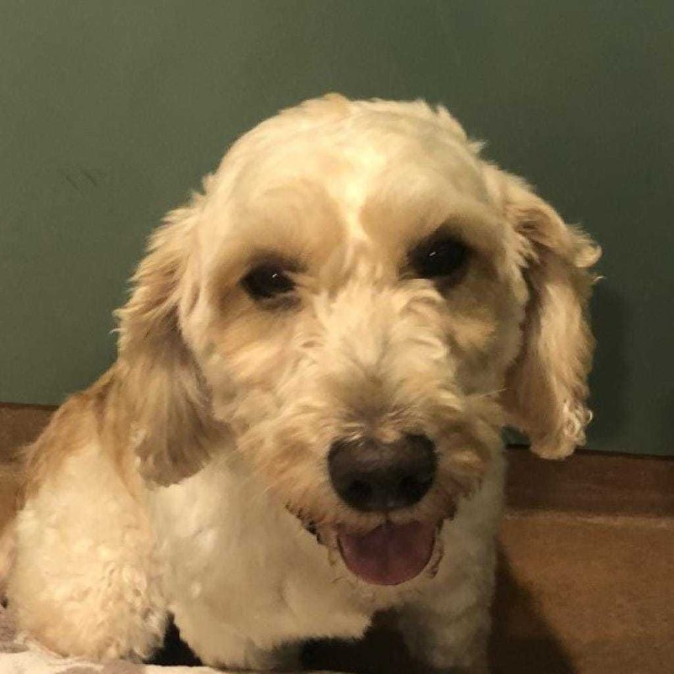 dog adoption