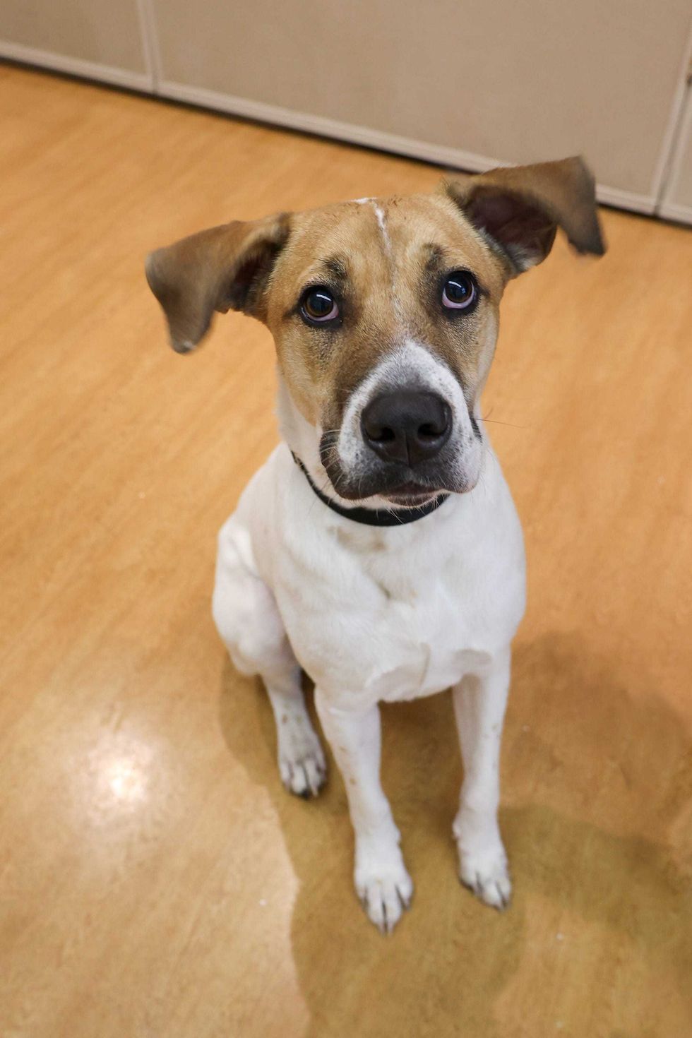 dog adoption