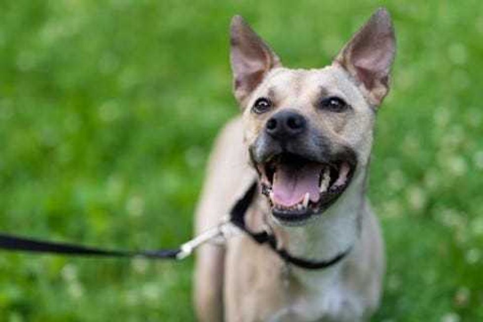 dog adoption