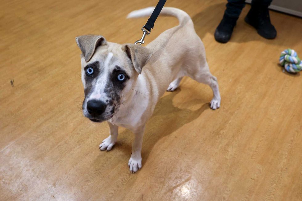 dog adoption