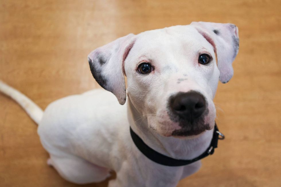 dog adoption