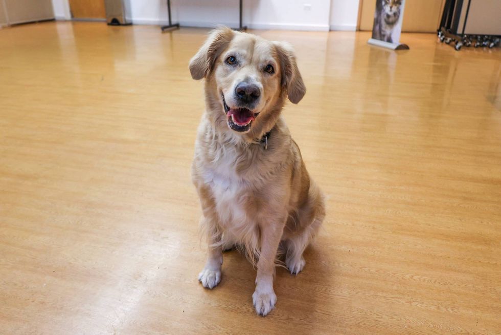 dog adoption