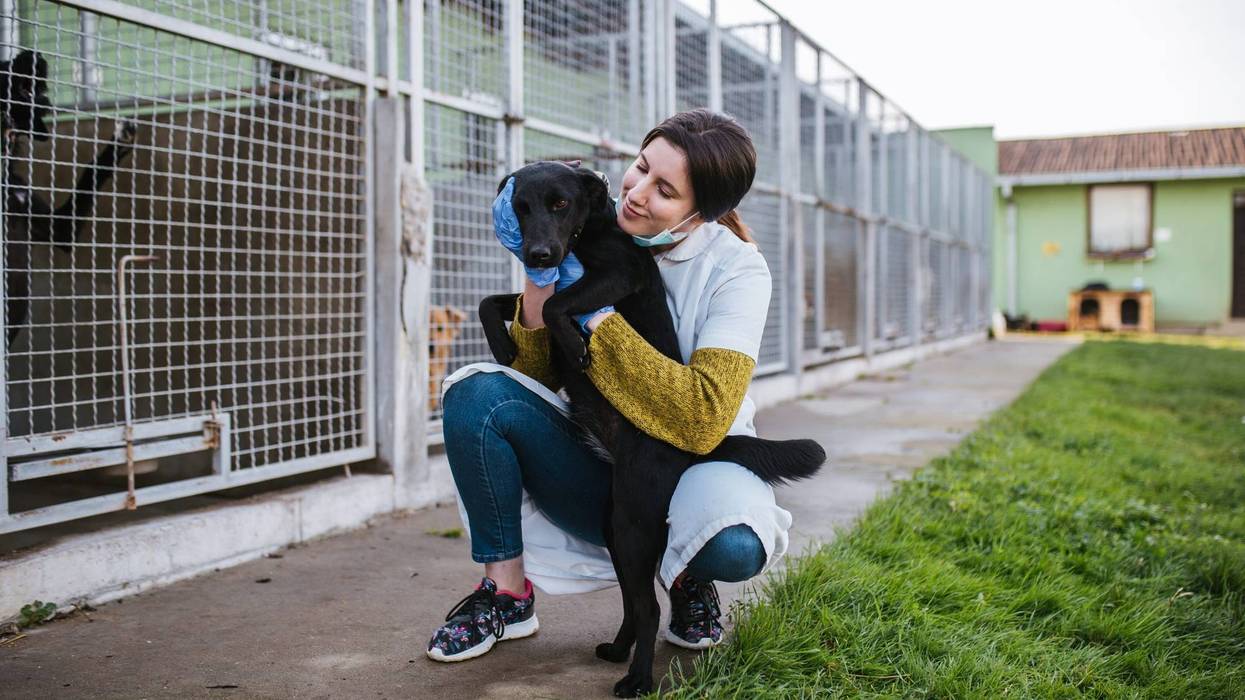dog adoption