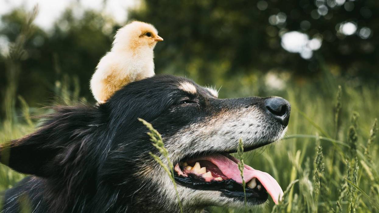 Dog and Bird