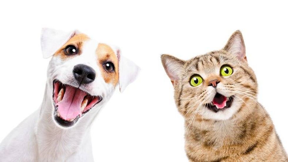 Dog and Cat Smiling