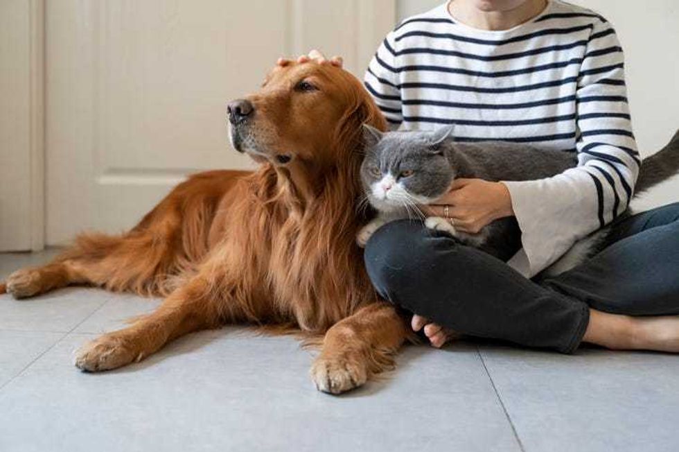 Dog and cat
