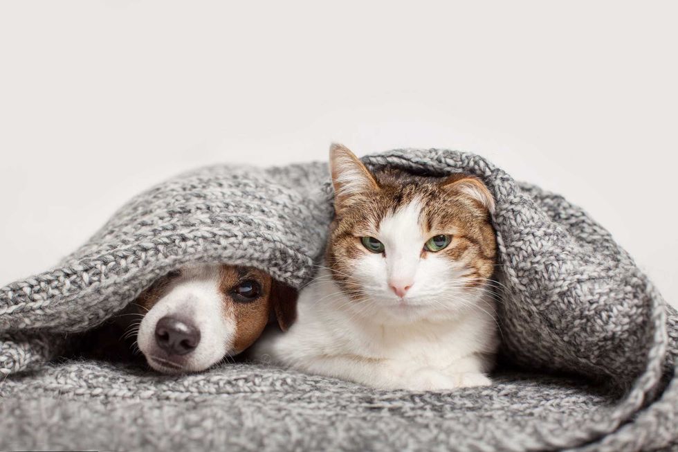dog and cat