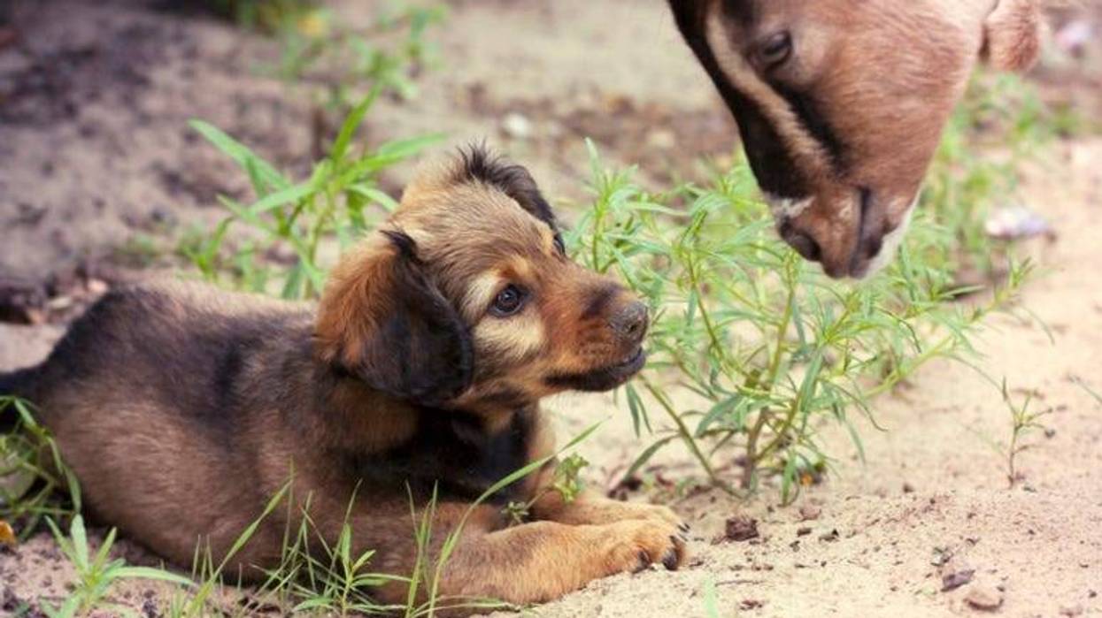 Dog_And_Goat