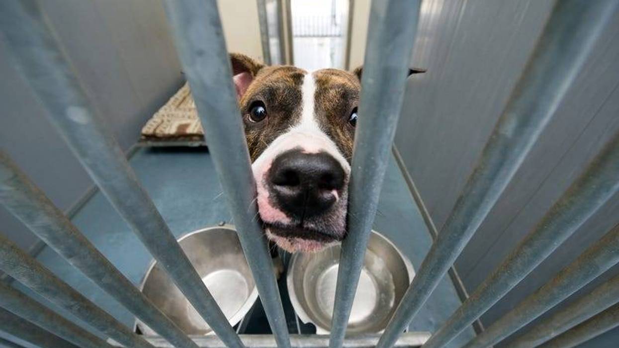 Dog, Animal Shelter