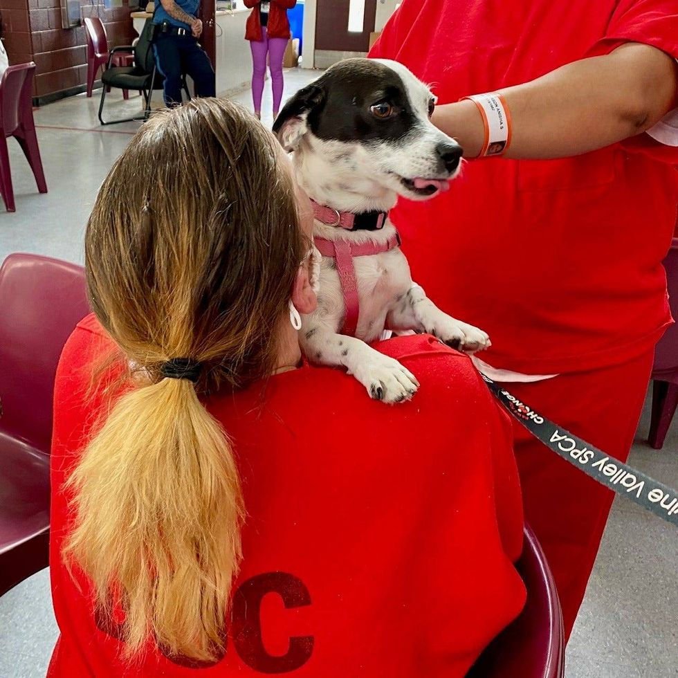 Dog at Brandywine Valley SPCA Paws for Change program