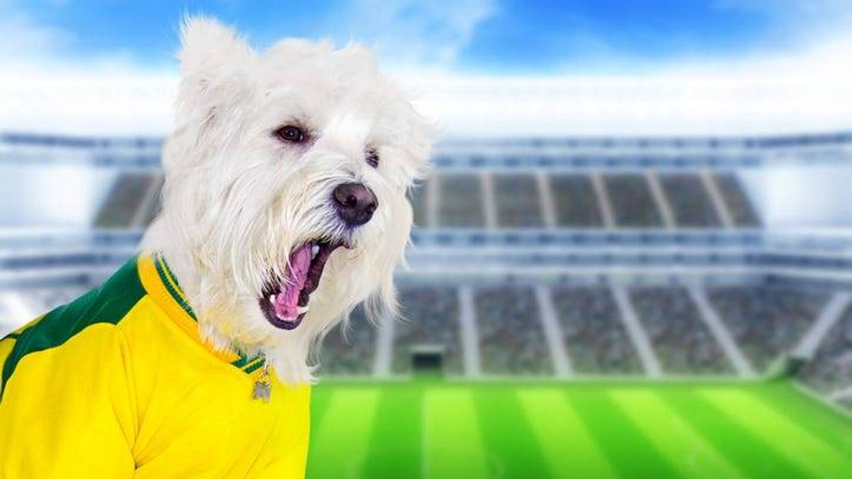 Dog at stadium