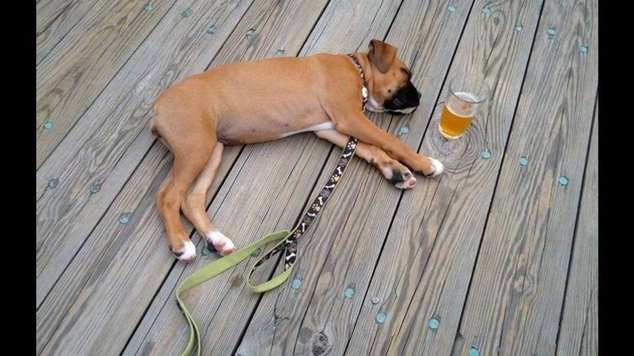 Dog_Beer