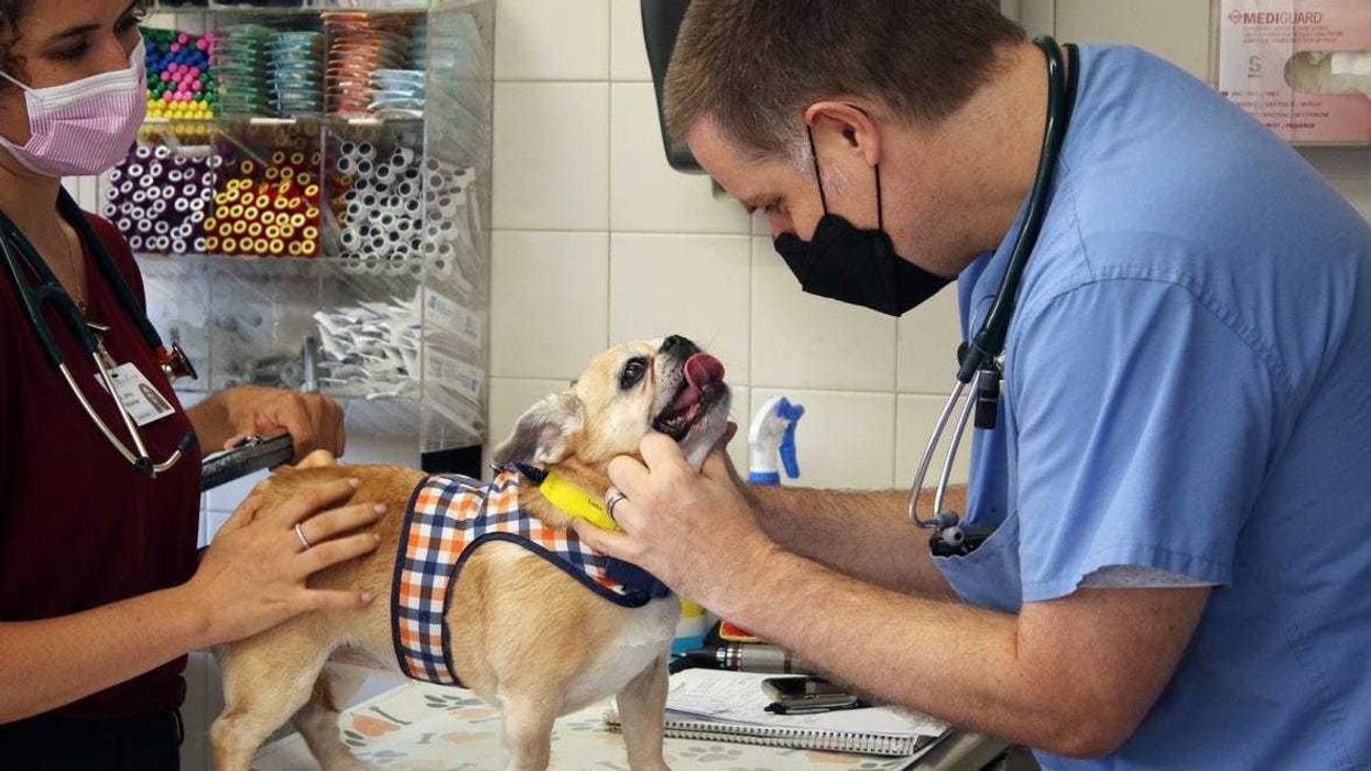 Dog being examined at the Schwarzman Animal Medical Center