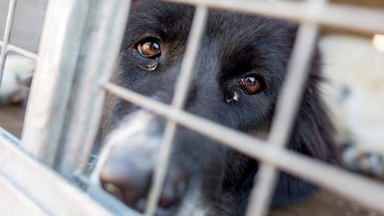 Dog, Cage, Lab