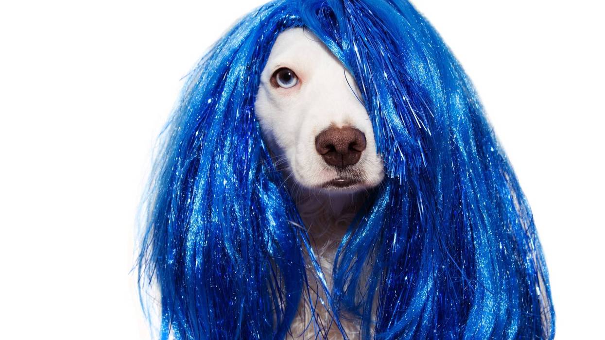 DOG CARNIVAL OR NEW YEAR COSTUME. TERRIER WEARING A BLUE WIG DISGUISE PARTY. ISOLATED ON WHITE BACKGROUND.