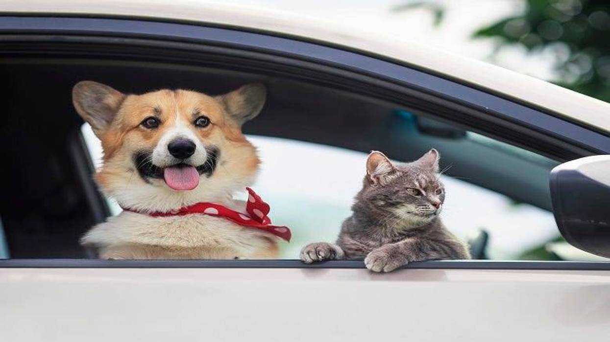 Dog & Cat