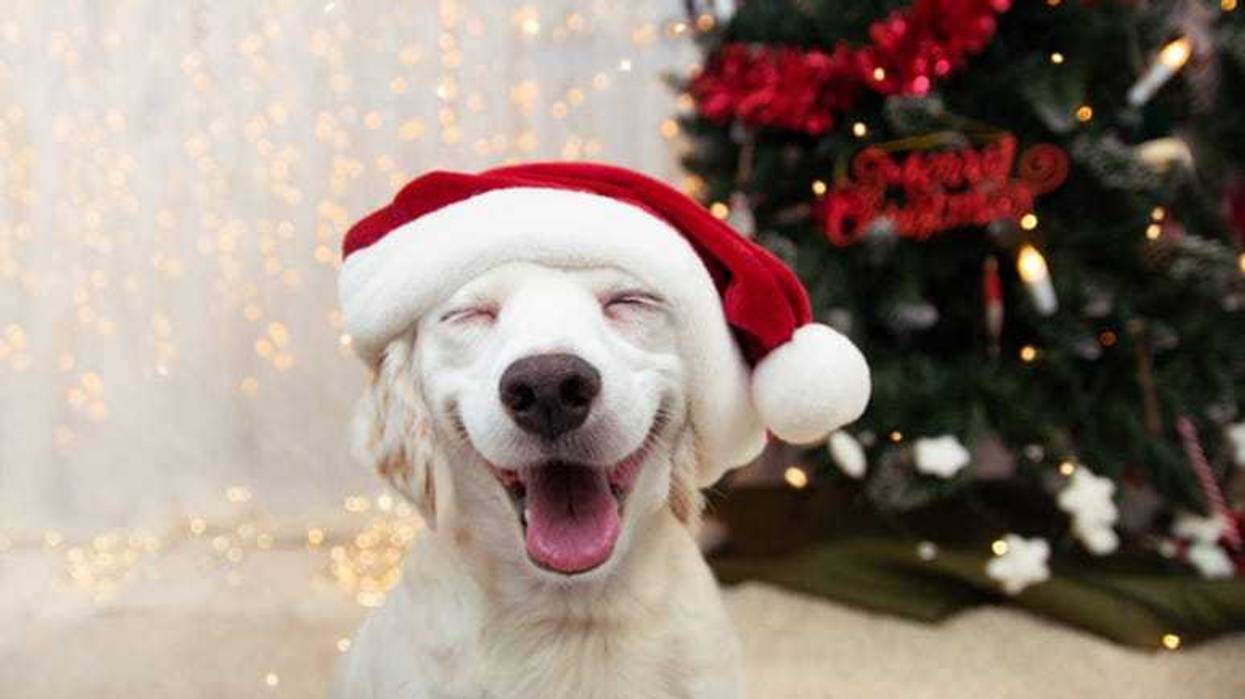 Dog_Christmas