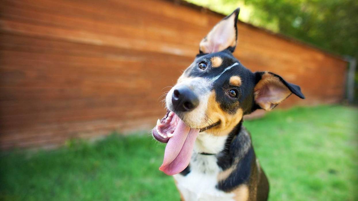 dog-curious-GettyImages-467923438.jpg
