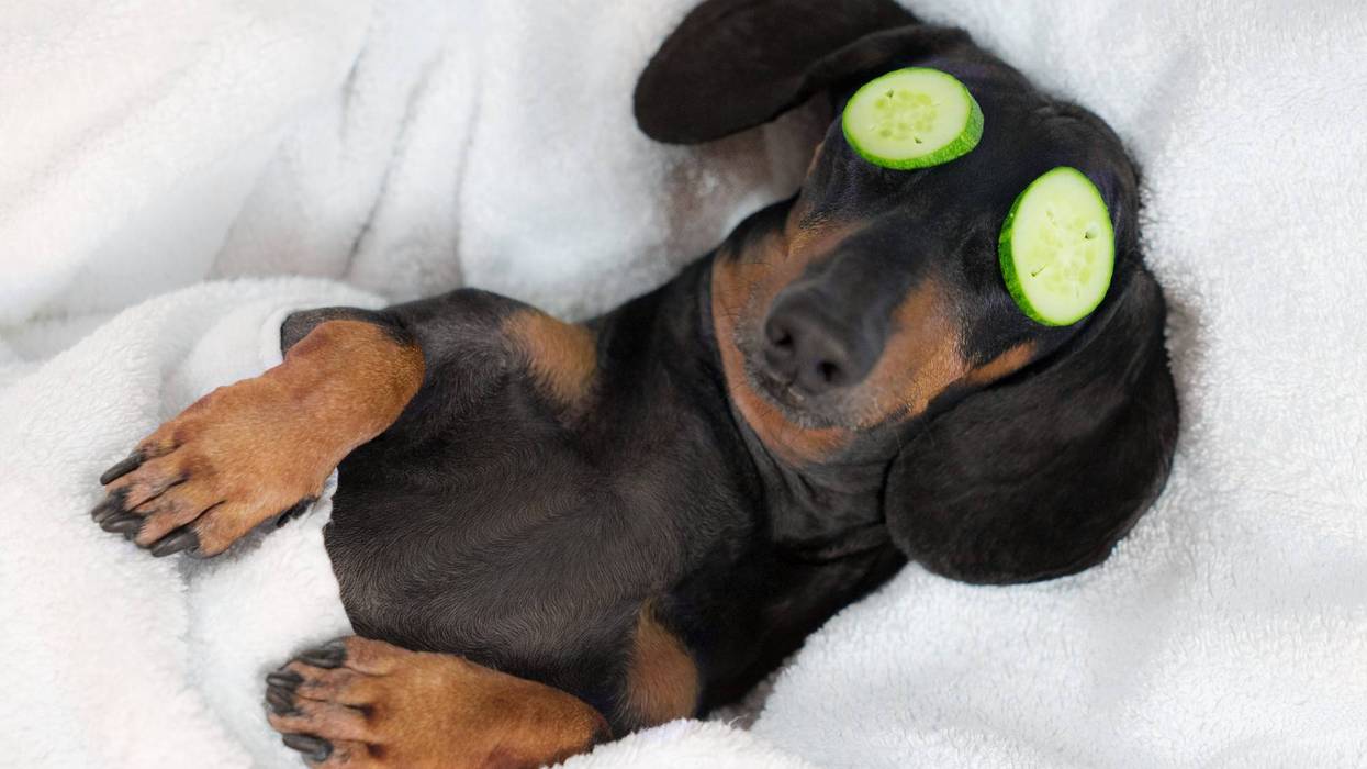 dog dachshund, black and tan, relaxed from spa procedures on face with cucumber, covered with a towel