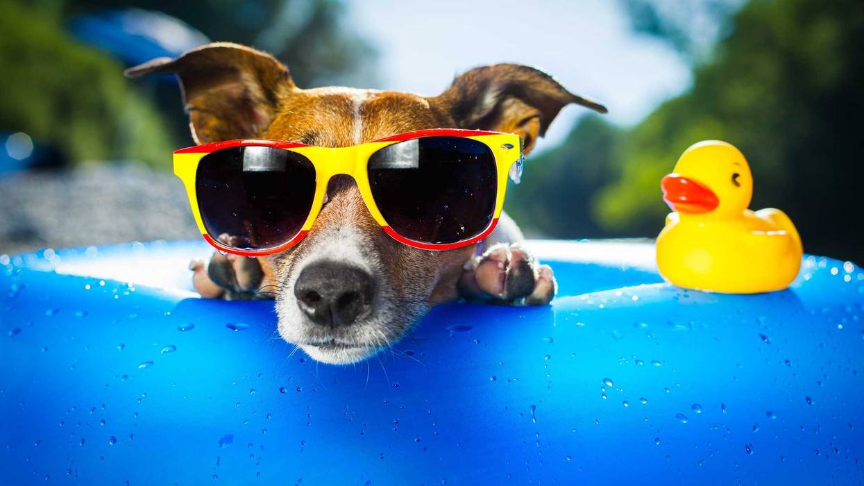 Dog Day of Summer