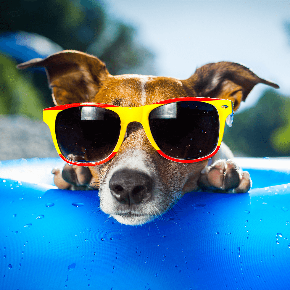 Dog Days
