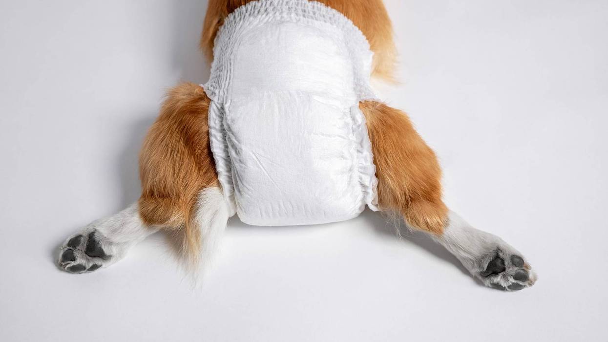 dog diaper