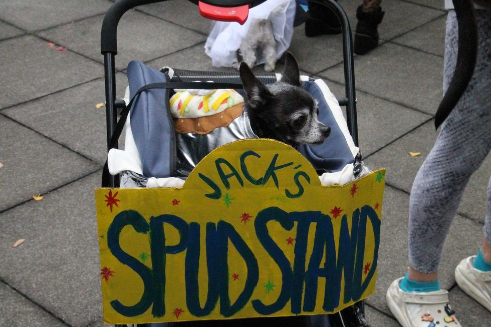 Dog dressed as baked potato.